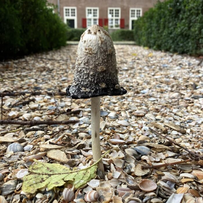 Hofje in de herfst